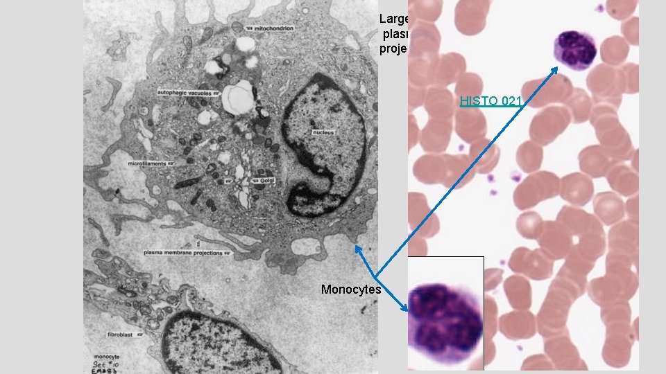 Large Golgi and many plasma membrane projects on monocytes. HISTO 021 Monocytes 