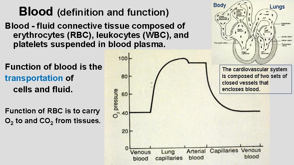 Blood (definition and function) Body Lungs Ref code # 12 Blood - fluid connective