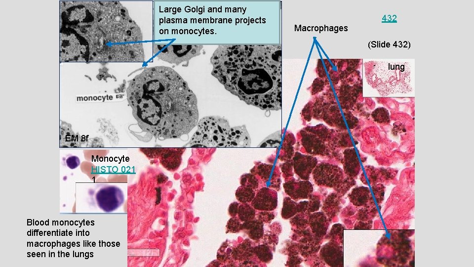 Large Golgi and many plasma membrane projects on monocytes. 432 Macrophages (Slide 432) lung