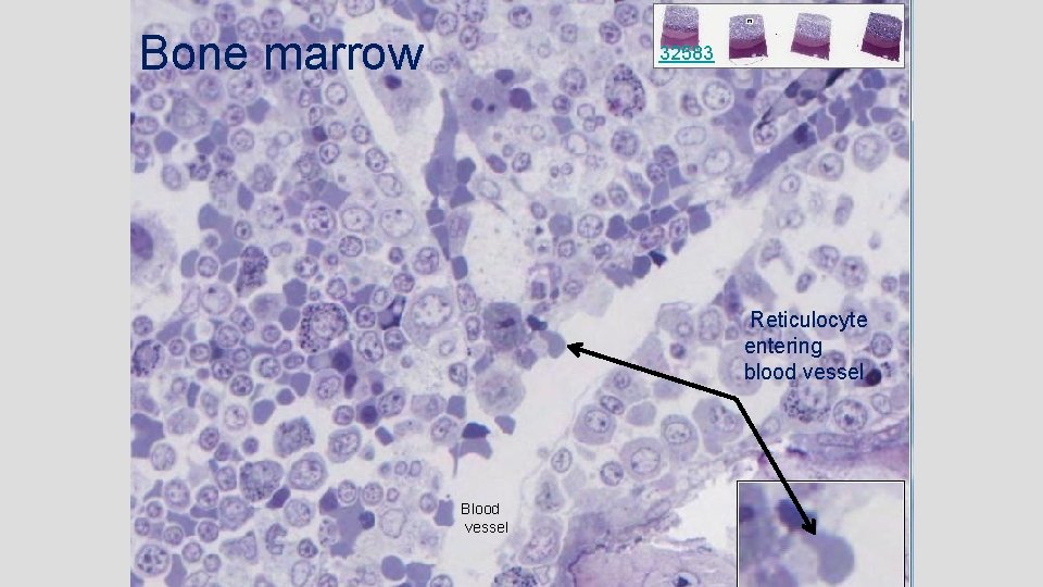 Bone marrow 32583 Reticulocyte entering blood vessel Blood vessel 