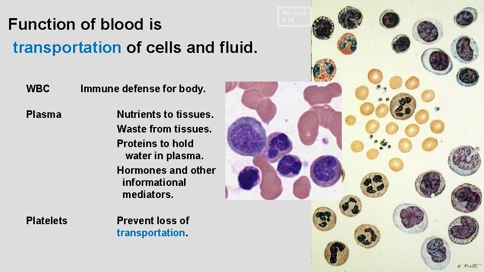 Function of blood is transportation of cells and fluid. WBC Immune defense for body.