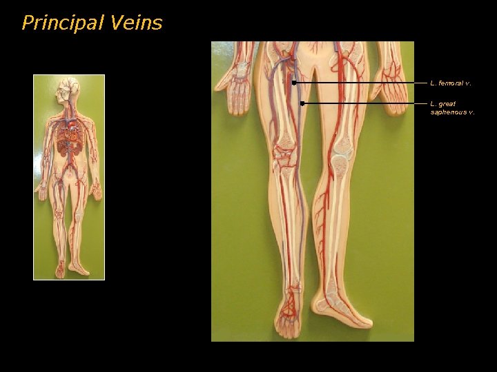 Principal Veins L. femoral v. L. great saphenous v. 