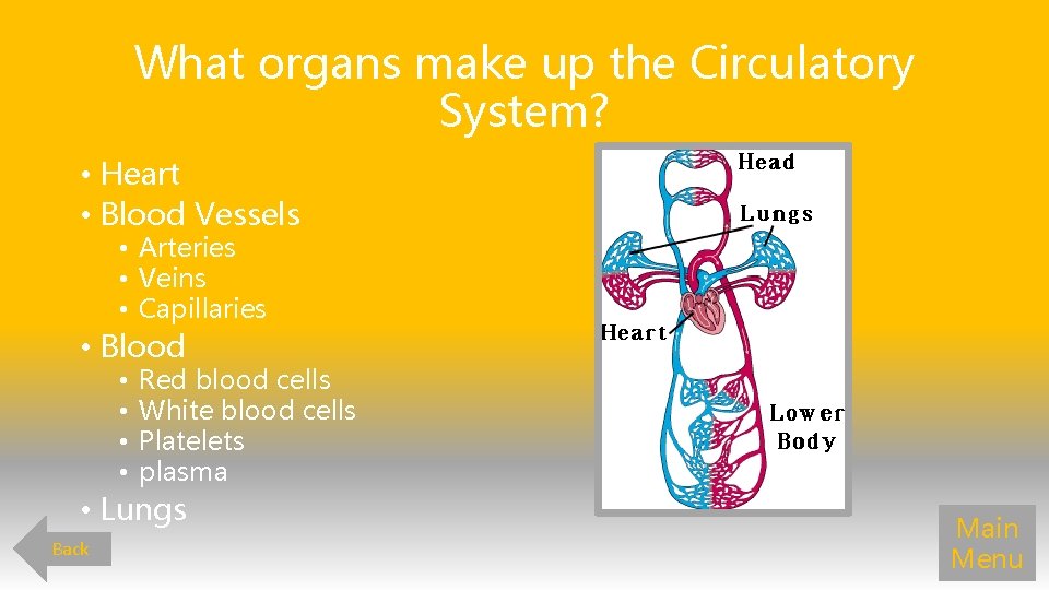 What organs make up the Circulatory System? • Heart • Blood Vessels • Arteries