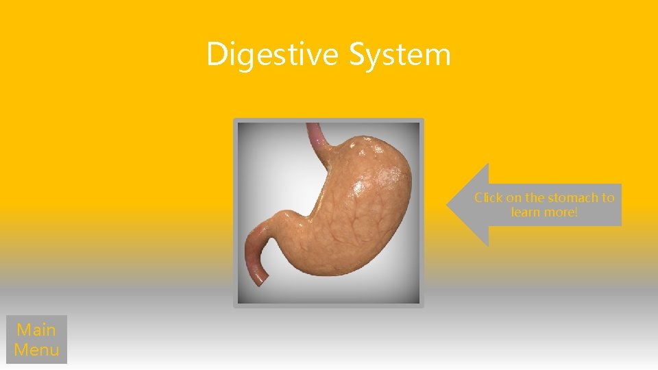 Digestive System Click on the stomach to learn more! Main Menu 