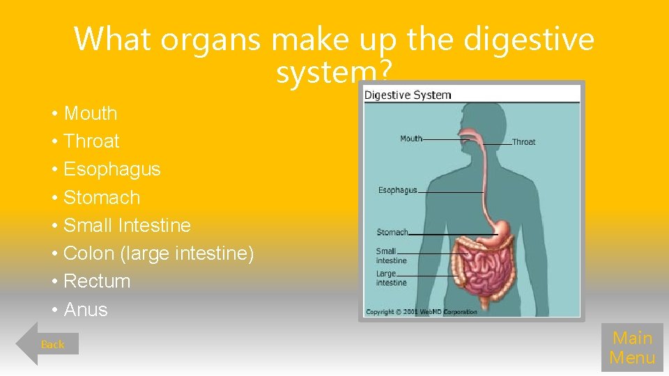 What organs make up the digestive system? • Mouth • Throat • Esophagus •
