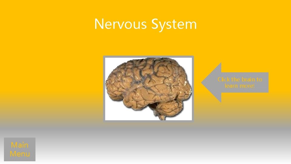 Nervous System Click the brain to learn more! Main Menu 