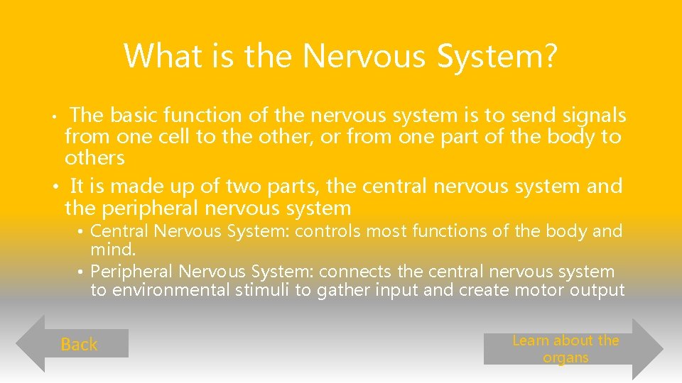 What is the Nervous System? The basic function of the nervous system is to