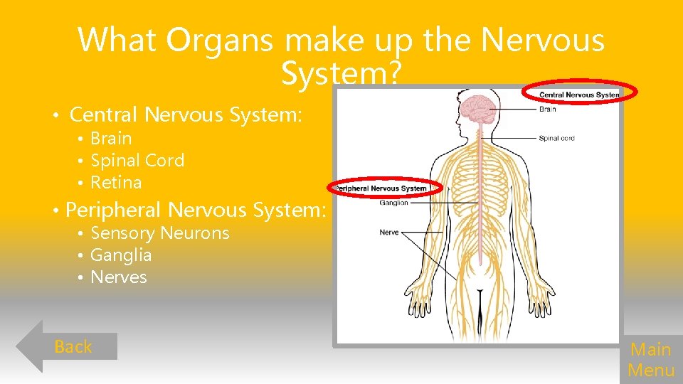 What Organs make up the Nervous System? • Central Nervous System: • Brain •