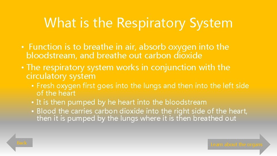 What is the Respiratory System • Function is to breathe in air, absorb oxygen