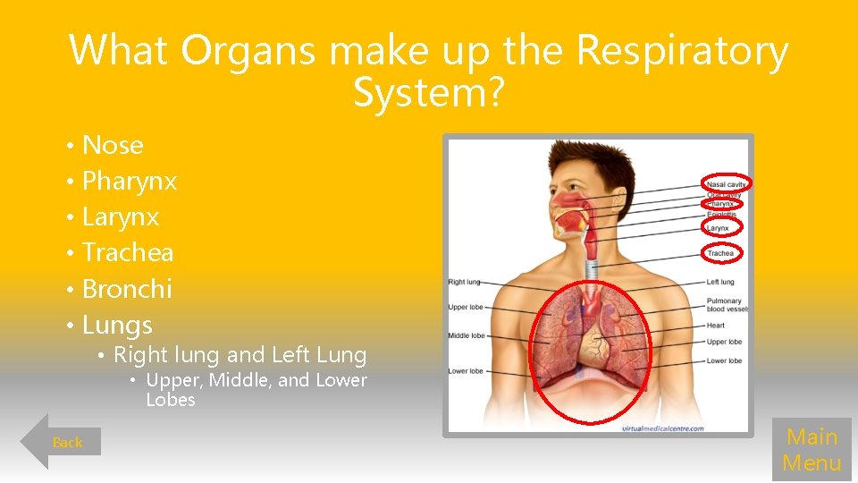 What Organs make up the Respiratory System? • Nose • Pharynx • Larynx •