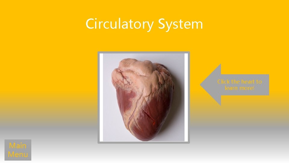 Circulatory System Click the heart to learn more! Main Menu 