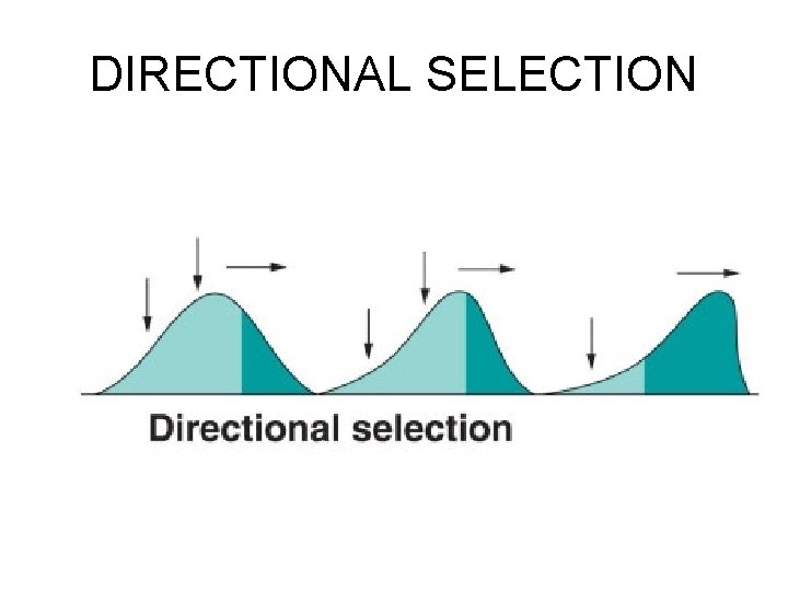 DIRECTIONAL SELECTION 