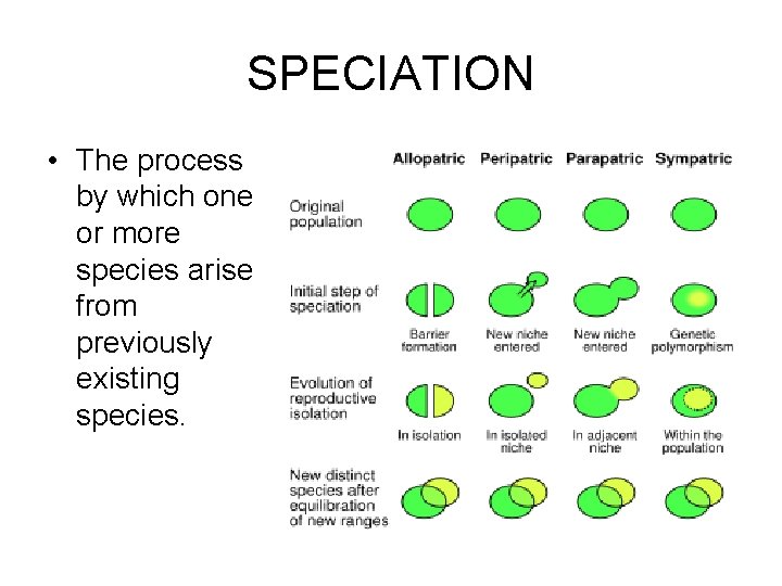 SPECIATION • The process by which one or more species arise from previously existing