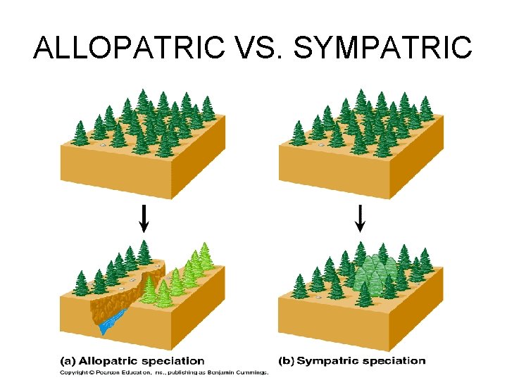 ALLOPATRIC VS. SYMPATRIC 