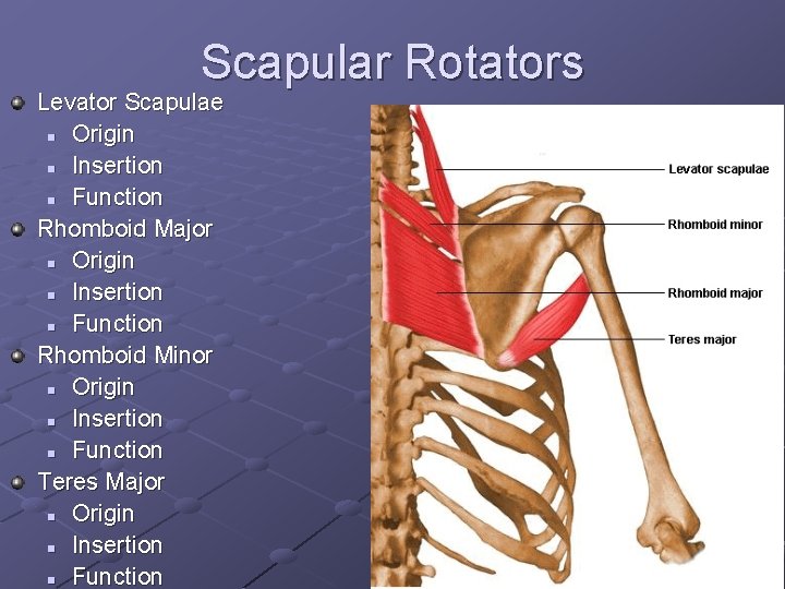 Scapular Rotators Levator Scapulae n Origin n Insertion n Function Rhomboid Major n Origin