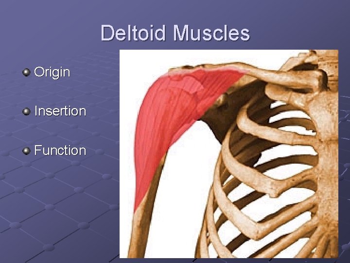 Deltoid Muscles Origin Insertion Function 