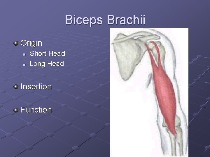 Biceps Brachii Origin n n Short Head Long Head Insertion Function 