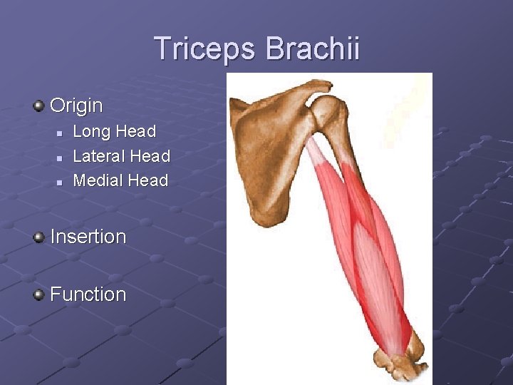 Triceps Brachii Origin n Long Head Lateral Head Medial Head Insertion Function 