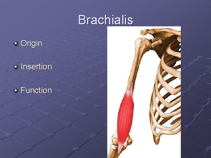 Brachialis Origin Insertion Function 