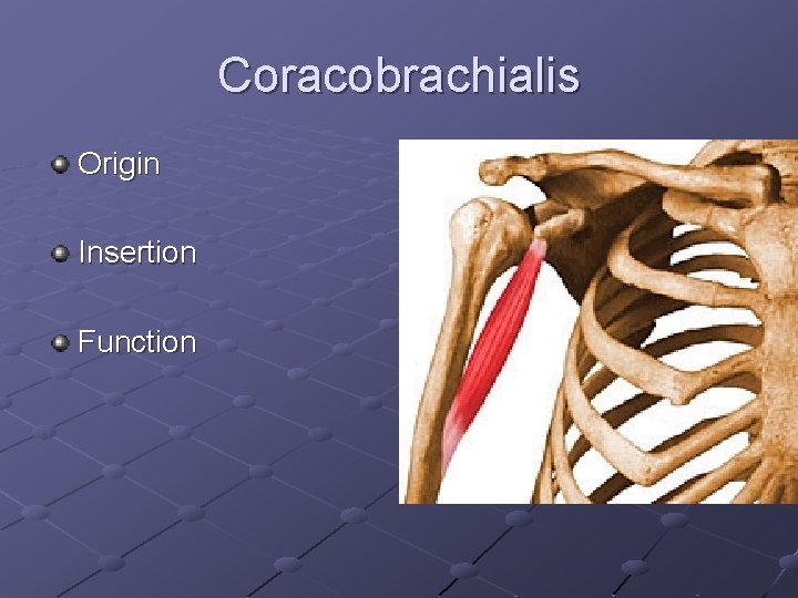 Coracobrachialis Origin Insertion Function 