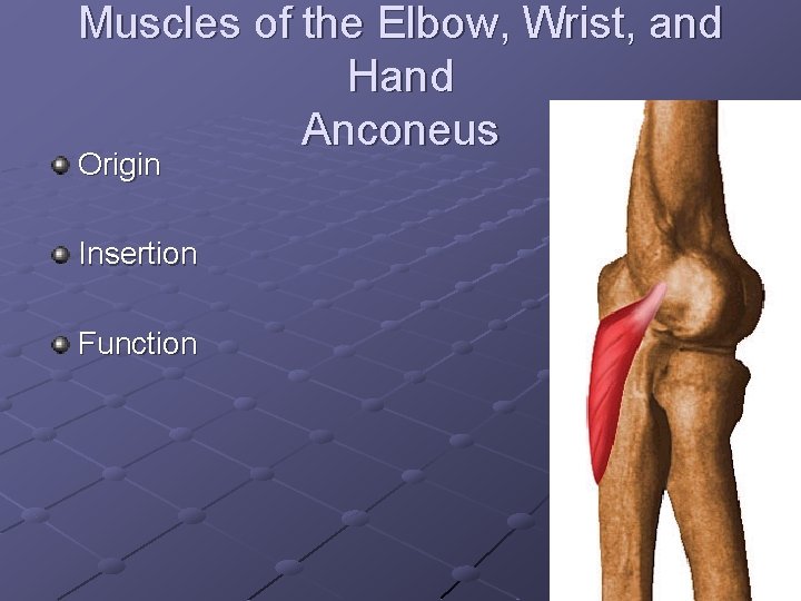 Muscles of the Elbow, Wrist, and Hand Anconeus Origin Insertion Function 