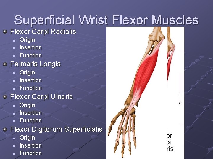 Superficial Wrist Flexor Muscles Flexor Carpi Radialis n n n Origin Insertion Function Palmaris