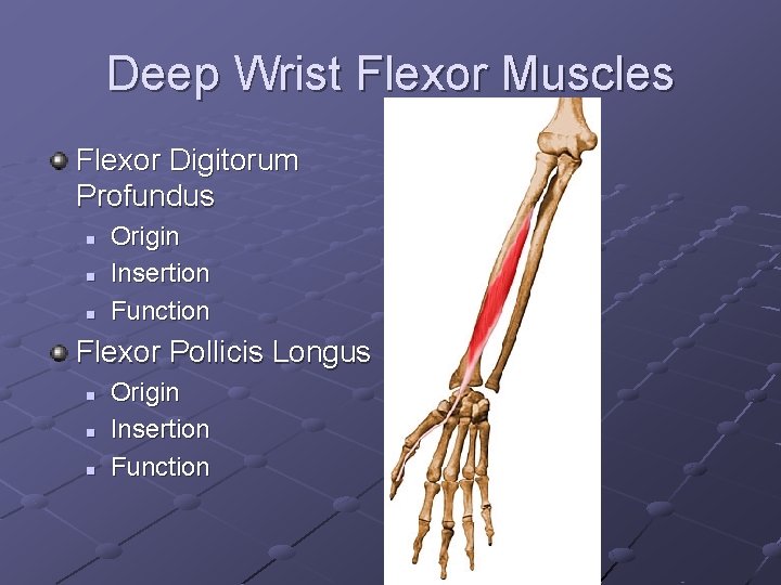 Deep Wrist Flexor Muscles Flexor Digitorum Profundus n n n Origin Insertion Function Flexor