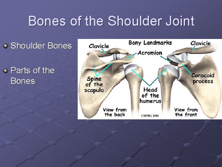 Bones of the Shoulder Joint Shoulder Bones Parts of the Bones 