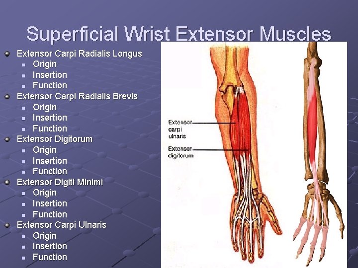 Superficial Wrist Extensor Muscles Extensor Carpi Radialis Longus n Origin n Insertion n Function