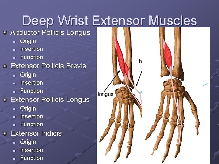 Deep Wrist Extensor Muscles Abductor Pollicis Longus n n n Origin Insertion Function Extensor