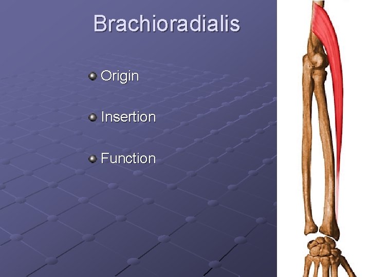 Brachioradialis Origin Insertion Function 