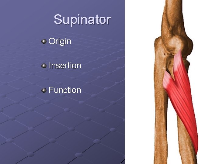 Supinator Origin Insertion Function 