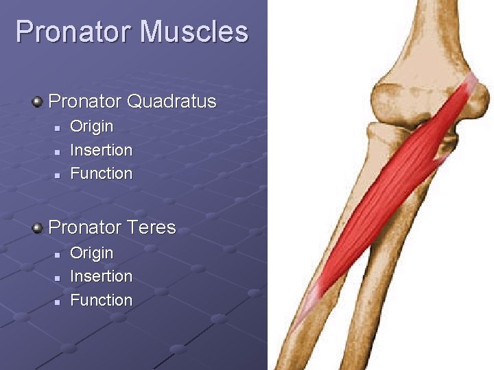 Pronator Muscles Pronator Quadratus n n n Origin Insertion Function Pronator Teres n n