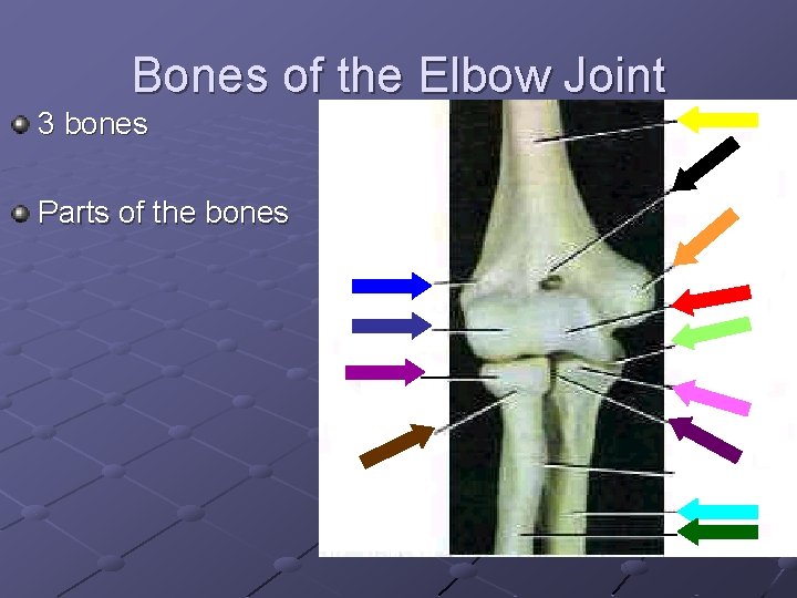 Bones of the Elbow Joint 3 bones Parts of the bones 