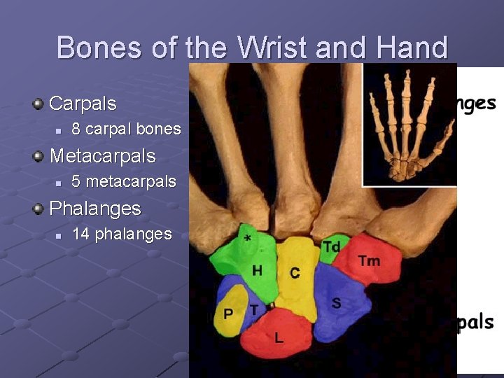 Bones of the Wrist and Hand Carpals n 8 carpal bones Metacarpals n 5