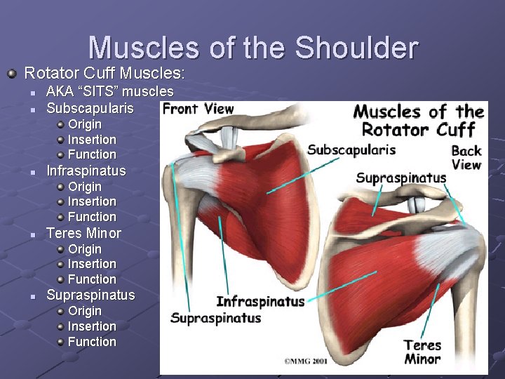 Muscles of the Shoulder Rotator Cuff Muscles: n n AKA “SITS” muscles Subscapularis Origin