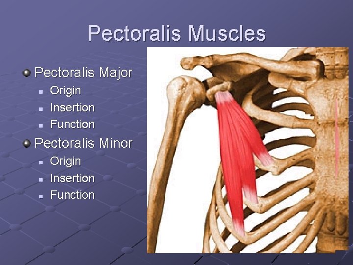 Pectoralis Muscles Pectoralis Major n n n Origin Insertion Function Pectoralis Minor n n