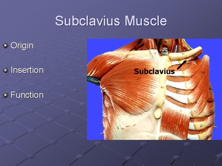 Subclavius Muscle Origin Insertion Function 