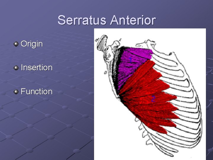 Serratus Anterior Origin Insertion Function 