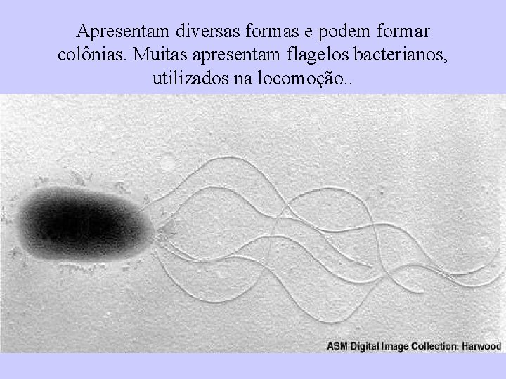 Apresentam diversas formas e podem formar colônias. Muitas apresentam flagelos bacterianos, utilizados na locomoção.