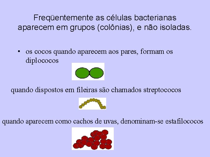 Freqüentemente as células bacterianas aparecem em grupos (colônias), e não isoladas. • os cocos