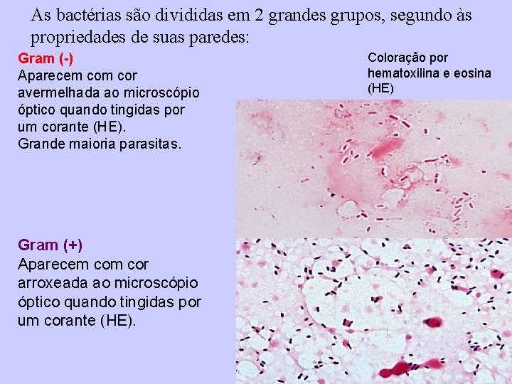 As bactérias são divididas em 2 grandes grupos, segundo às propriedades de suas paredes: