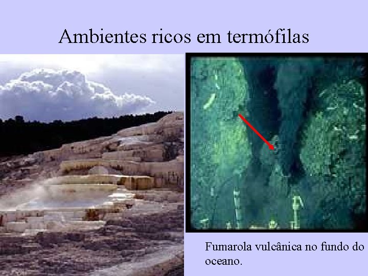 Ambientes ricos em termófilas Fumarola vulcânica no fundo do oceano. 