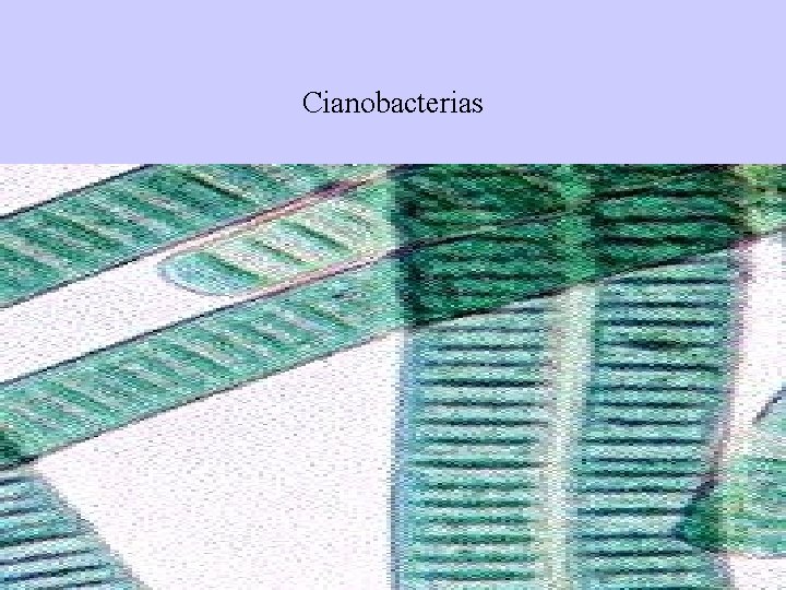 Cianobacterias • 