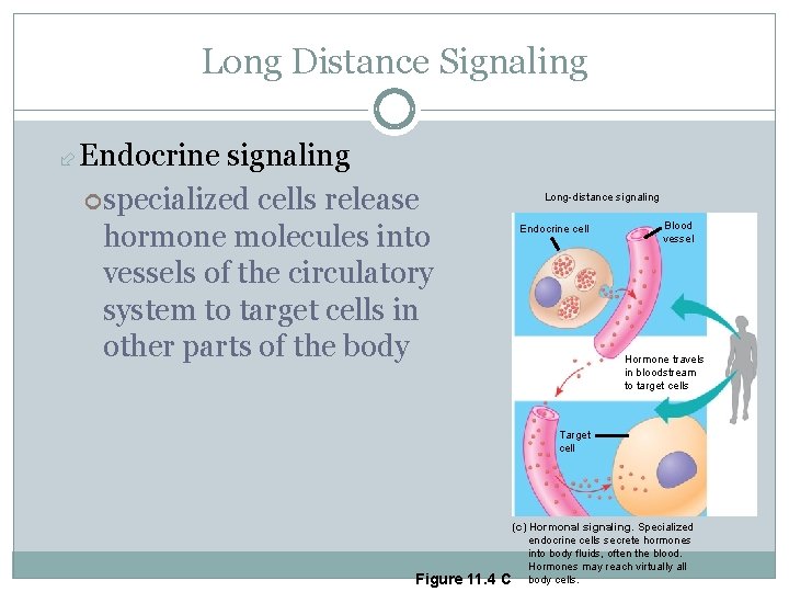 Long Distance Signaling Endocrine signaling specialized cells release hormone molecules into vessels of the
