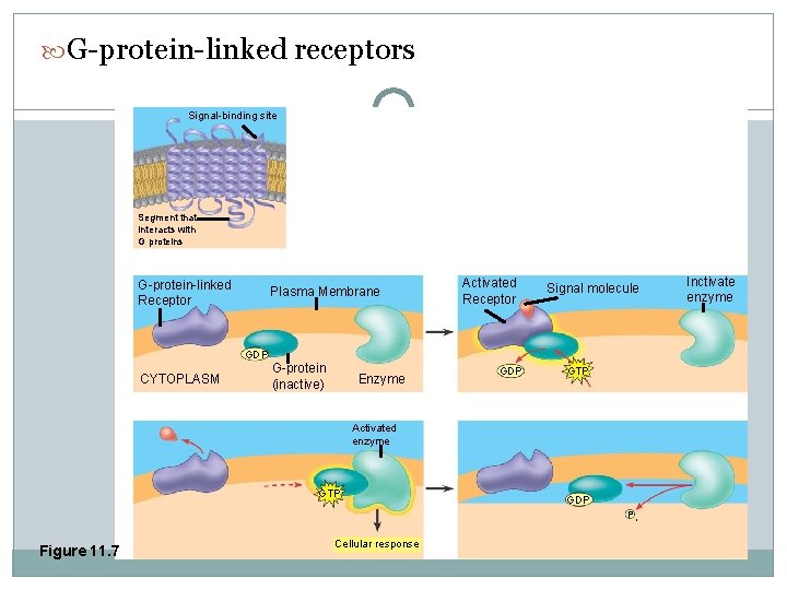  G-protein-linked receptors Signal-binding site Segment that interacts with G proteins G-protein-linked Receptor Plasma