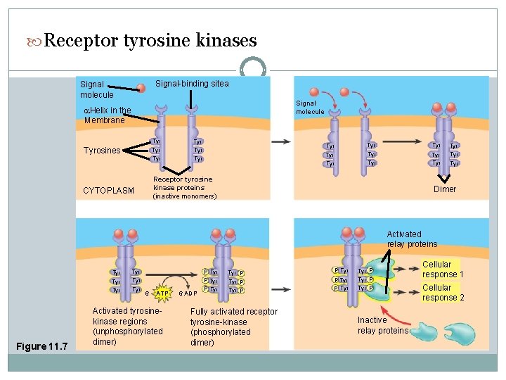  Receptor tyrosine kinases Signal-binding sitea Signal molecule Helix in the Membrane Tyrosines Tyr