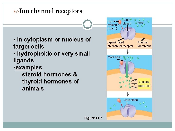  Ion channel receptors Signal molecule (ligand) • in cytoplasm or nucleus of target