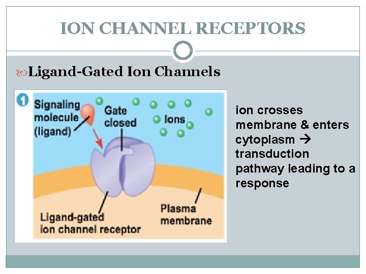 ION CHANNEL RECEPTORS Ligand-Gated Ion Channels ion crosses membrane & enters cytoplasm transduction pathway