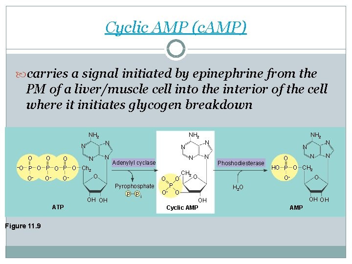 Cyclic AMP (c. AMP) carries a signal initiated by epinephrine from the PM of